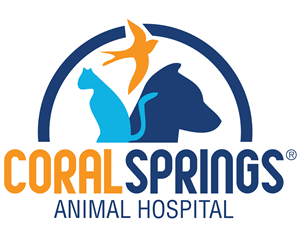 Best Veterinary Hospital In Coral Springs, FL | Coral Springs Animal  Hospital